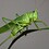 ac-lucusta-singula