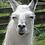llama